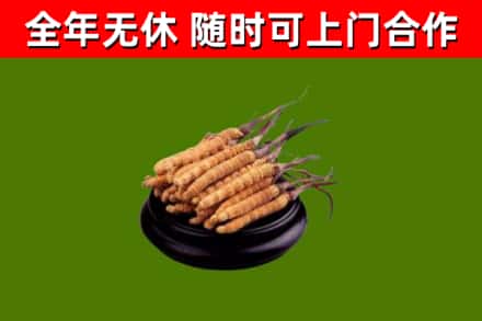 博白回收散虫草