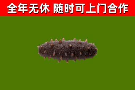 博白回收海参干